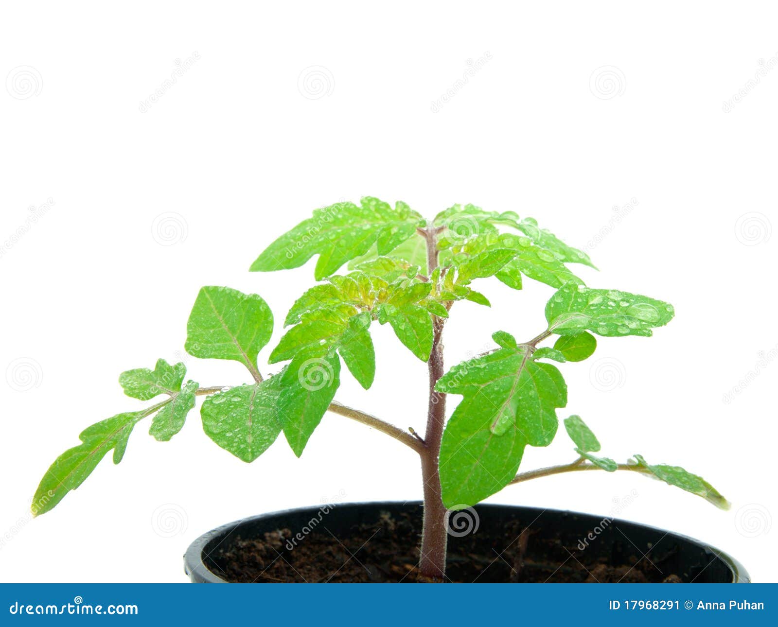 Young plant stock image. Image of care, isolated, grow 17968291