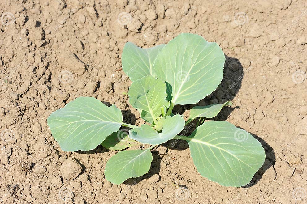 Young plant of cabbage stock photo. Image of sprout, brown 31368574
