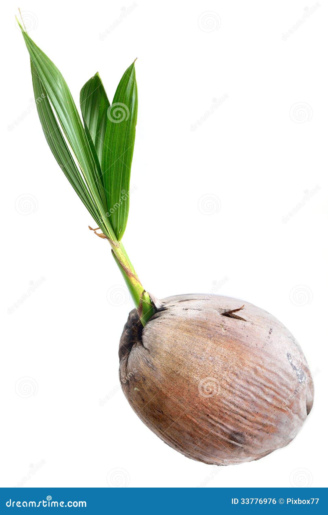 Young plant of coconut tree grownup isolated on white background.