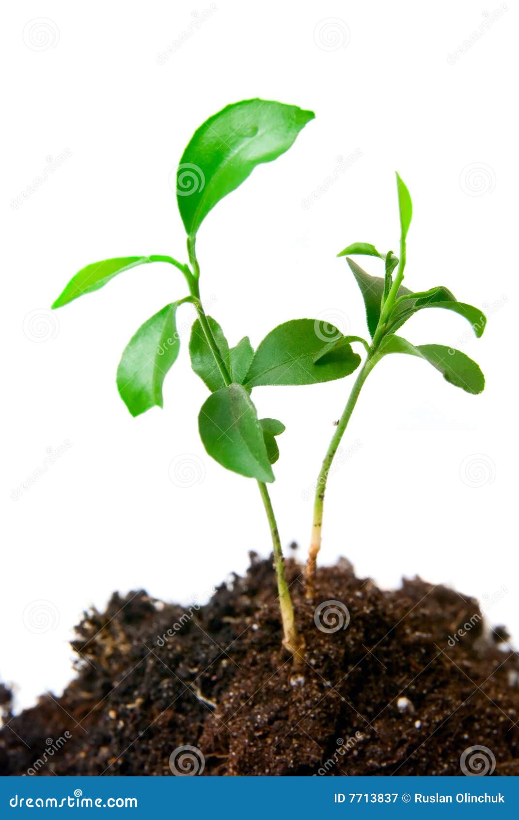 Young plant with dirt stock image. Image of fresh, cultivation 7713837