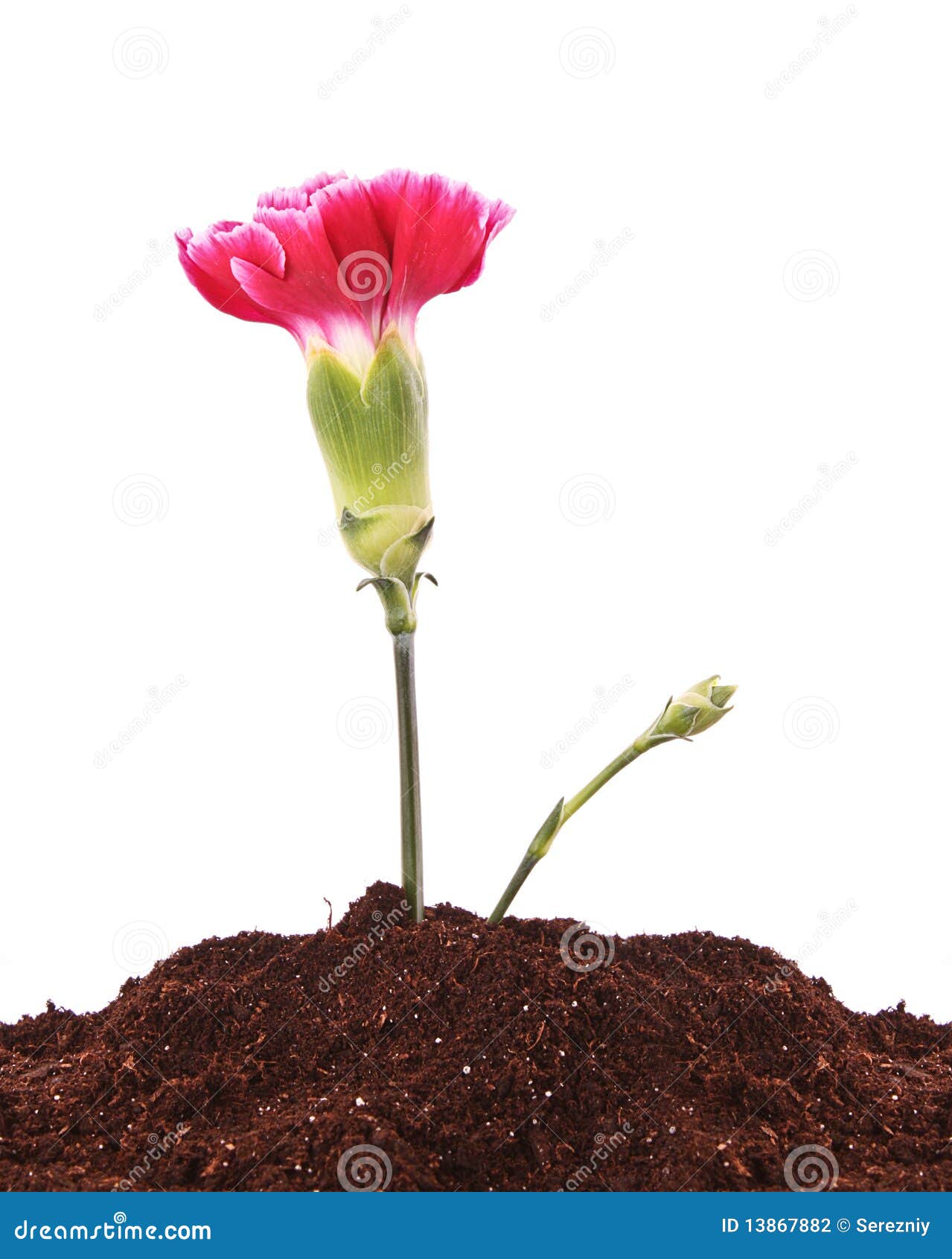 Young Plant with Flower in Ground Isolated Stock Photo Image of