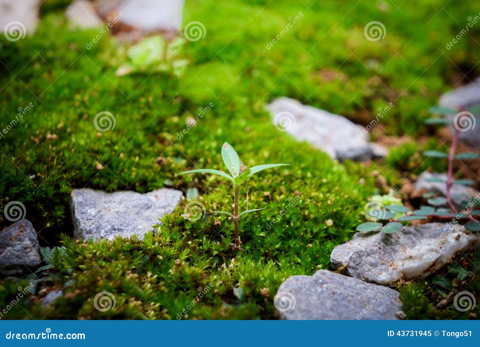 Young plant on green grass stock image. Image of small 43731945