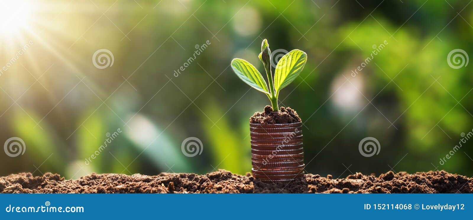 young plant grow on coins with sunrise. finance and accounting concept