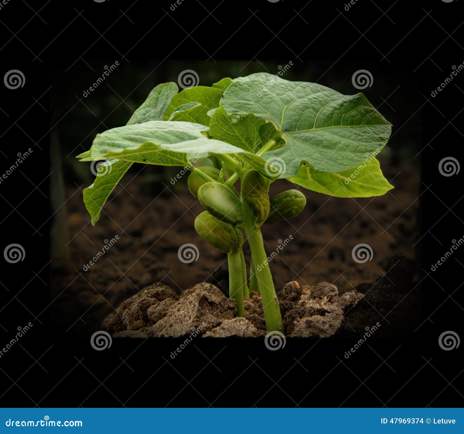 Young Plant Growing in Darkness Stock Photo Image of difficult, small