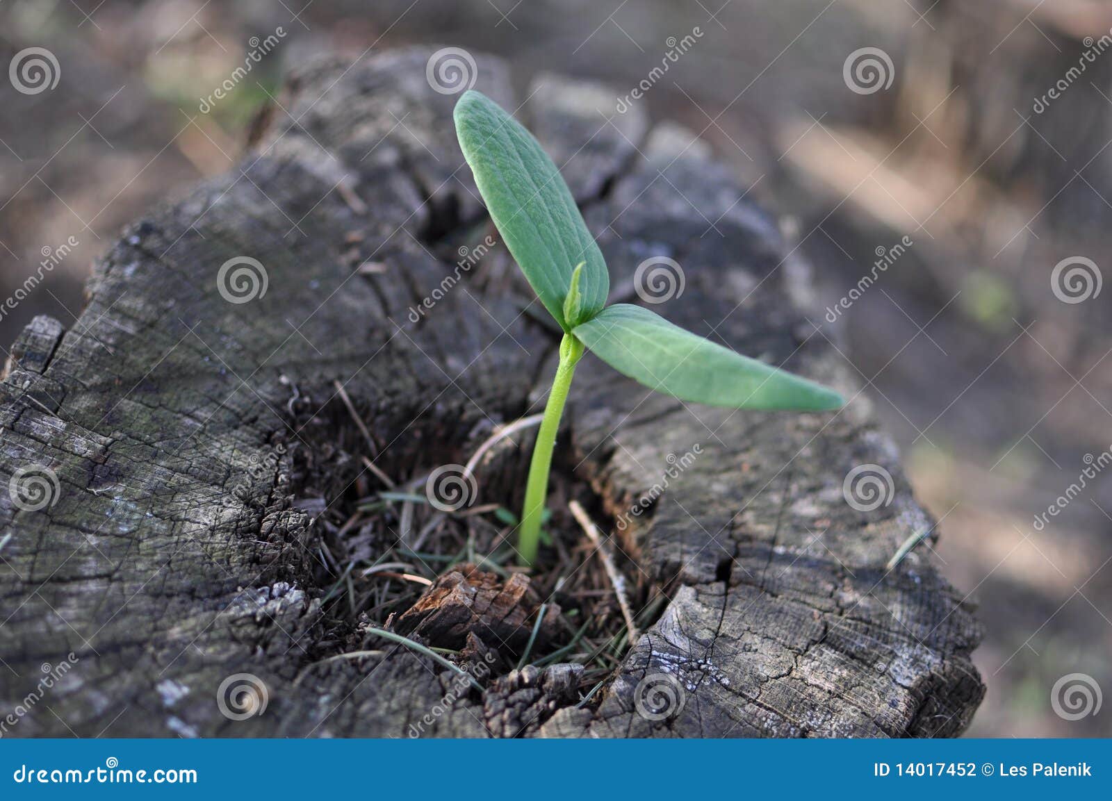 Young Plant Growing in Old Tree Stump Stock Photo Image of stump, seedling 14017452