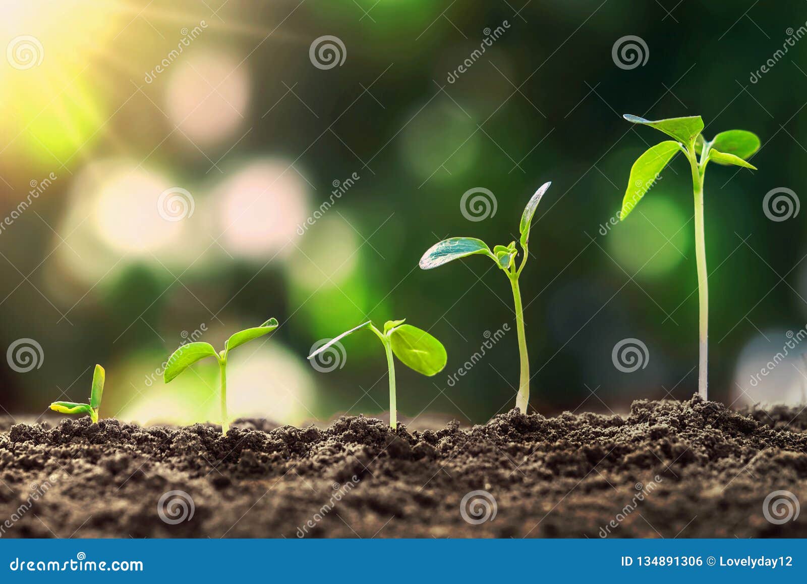 young plant growing step in nature