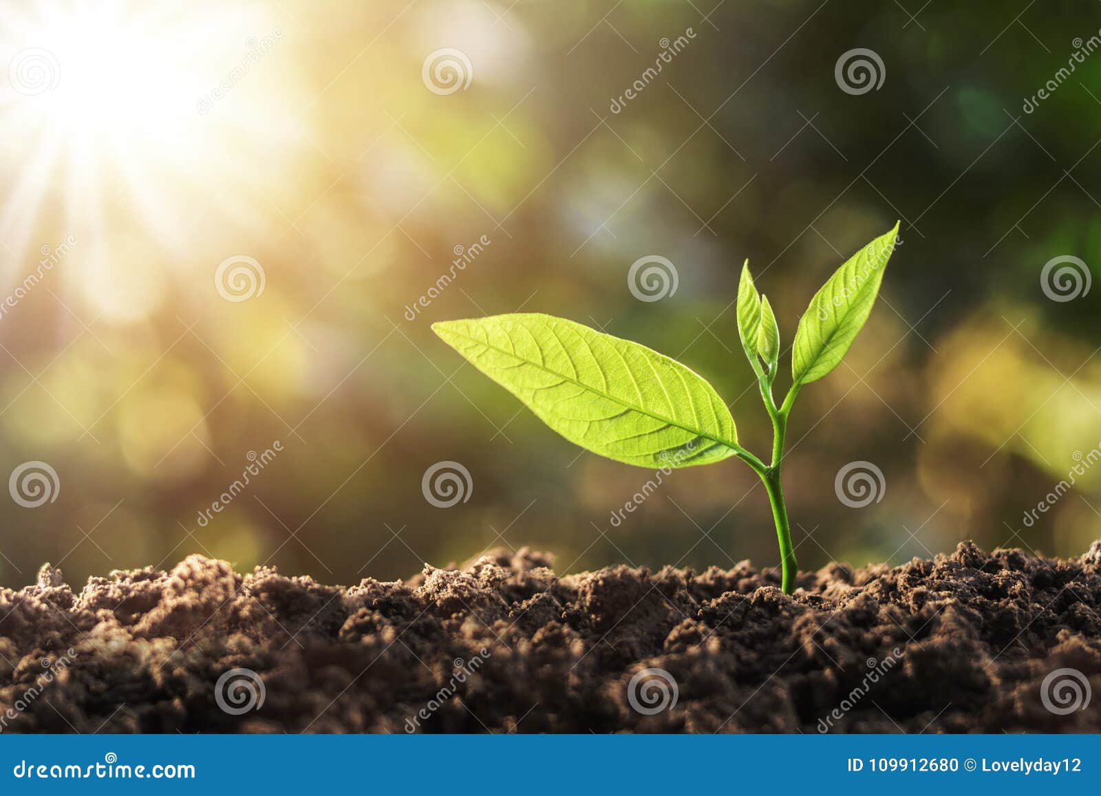 young plant growing with sun light
