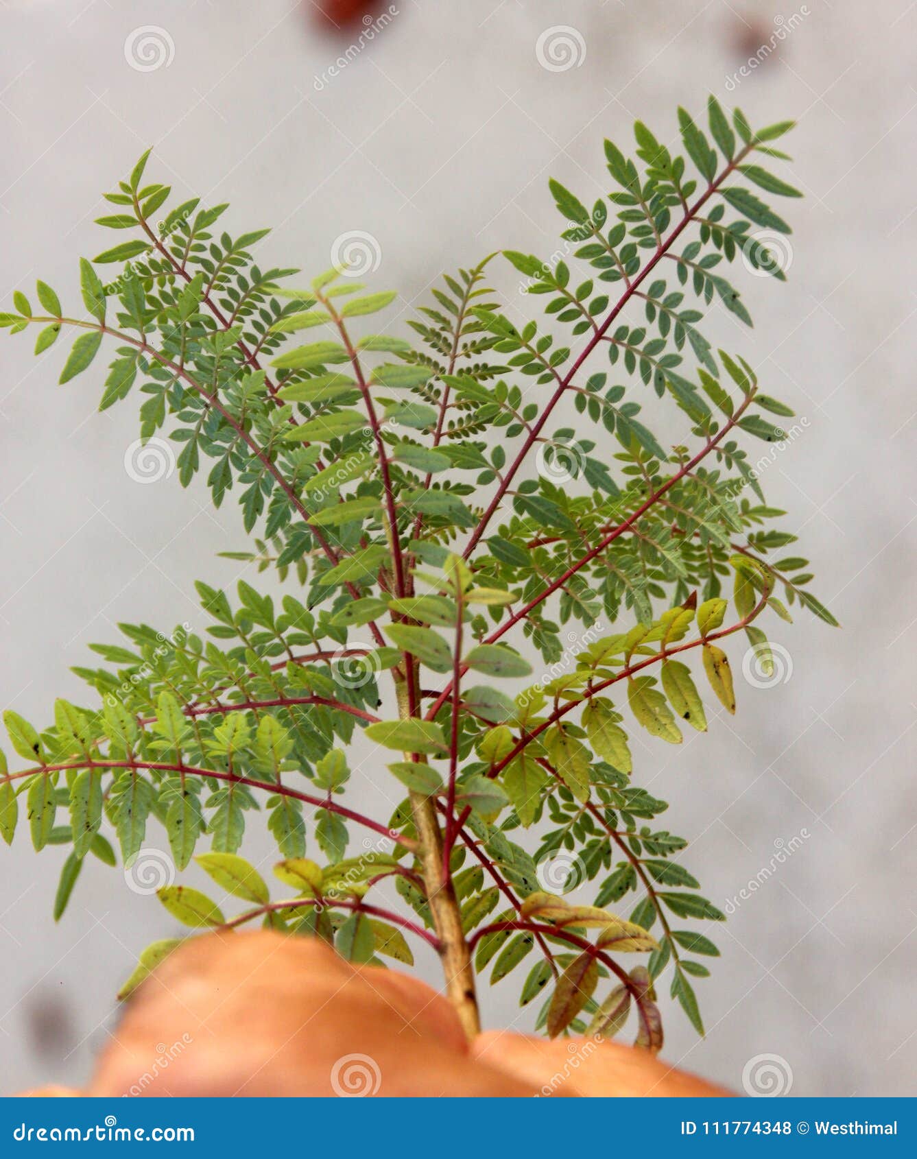 photo Jacaranda Mimosifolia Jacaranda Tree Leaves https www dreamstime com young plant jacaranda mimosifolia jacaranda blue jacaranda young plant jacaranda mimosifolia jacaranda blue jacaranda widely image111774348