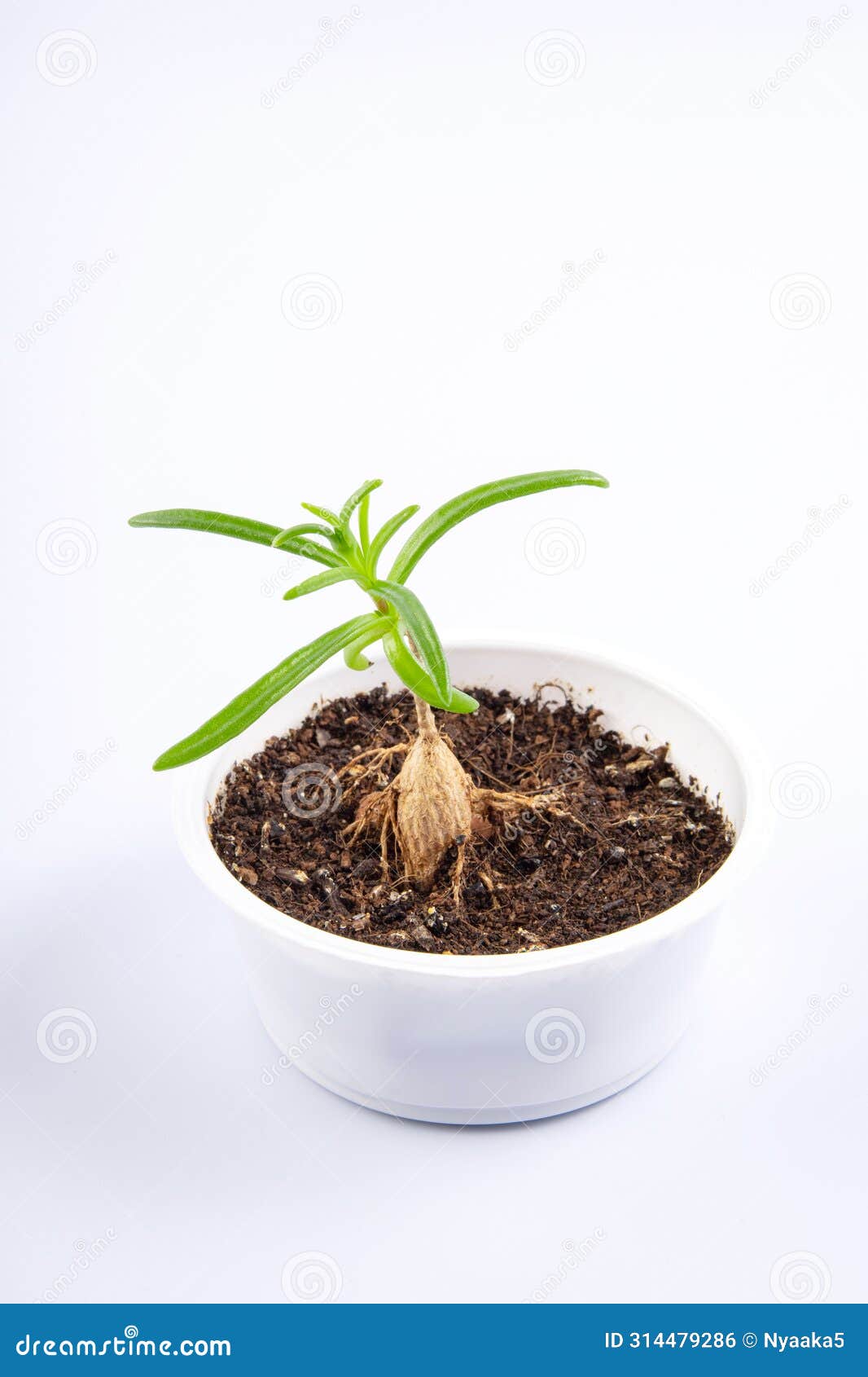 young plant mestoklema (macrorhiza) - dwarf caudex succulent, in a small white bowl.