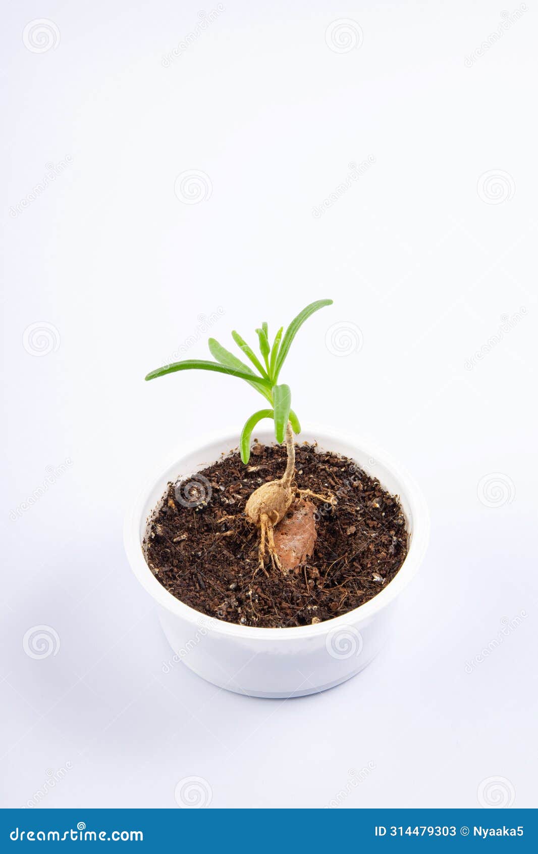 young plant mestoklema (macrorhiza) - dwarf caudex succulent, in a small white bowl.