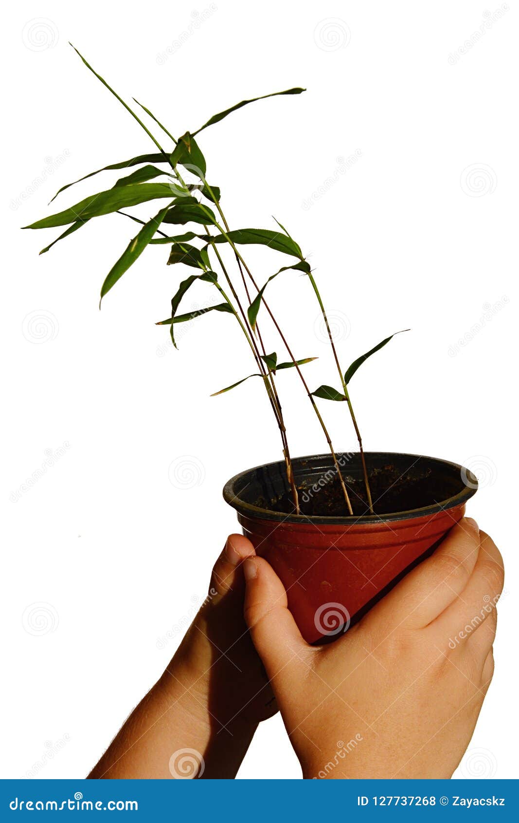 moso bamboo plant moso bamboo plant