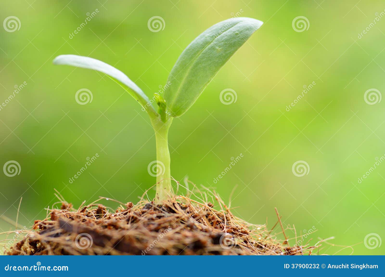 young plant over green background and beginning to grow for people food and forest