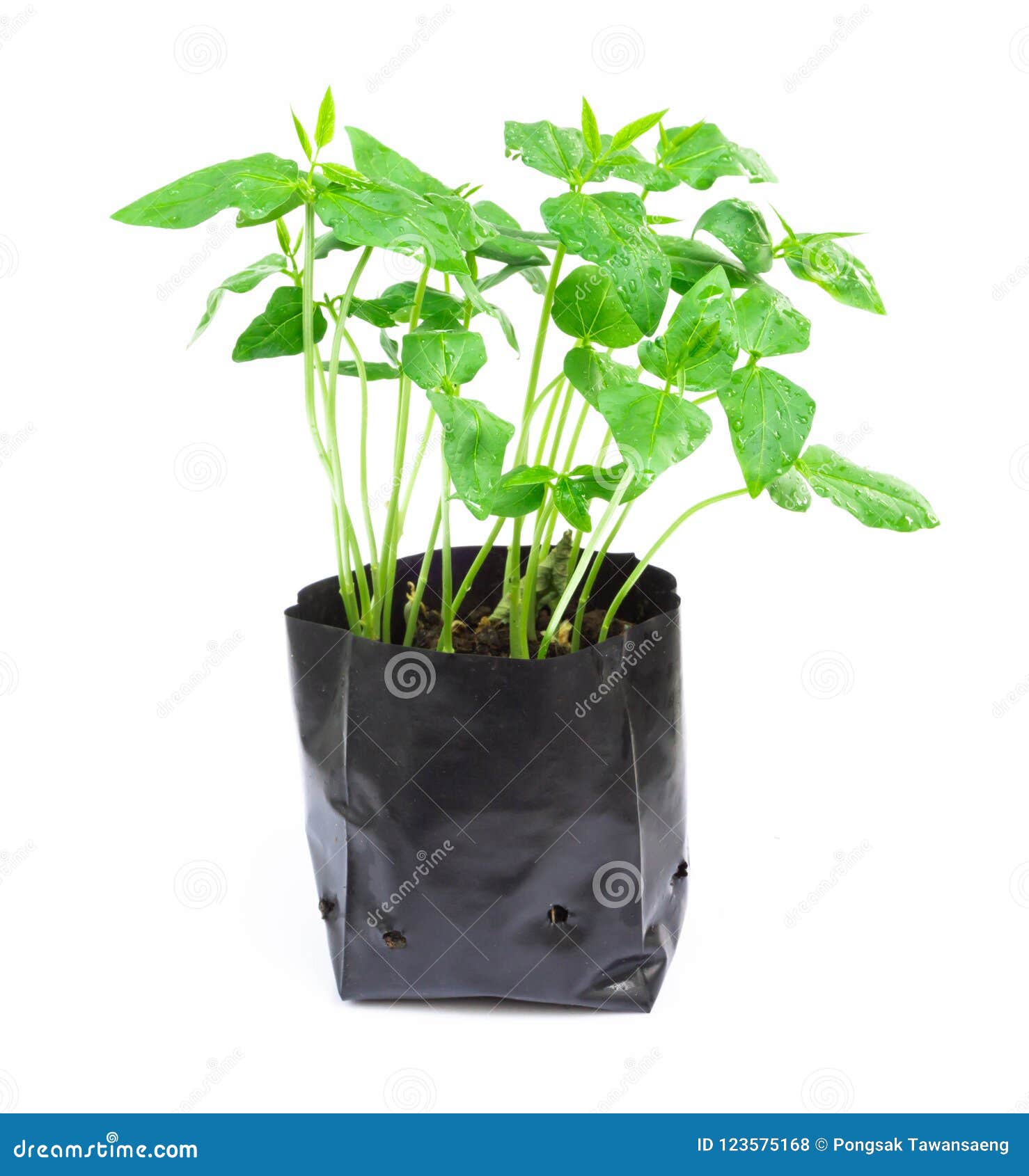 Young Plant in Plastic Bag on White Background Stock Photo Image of