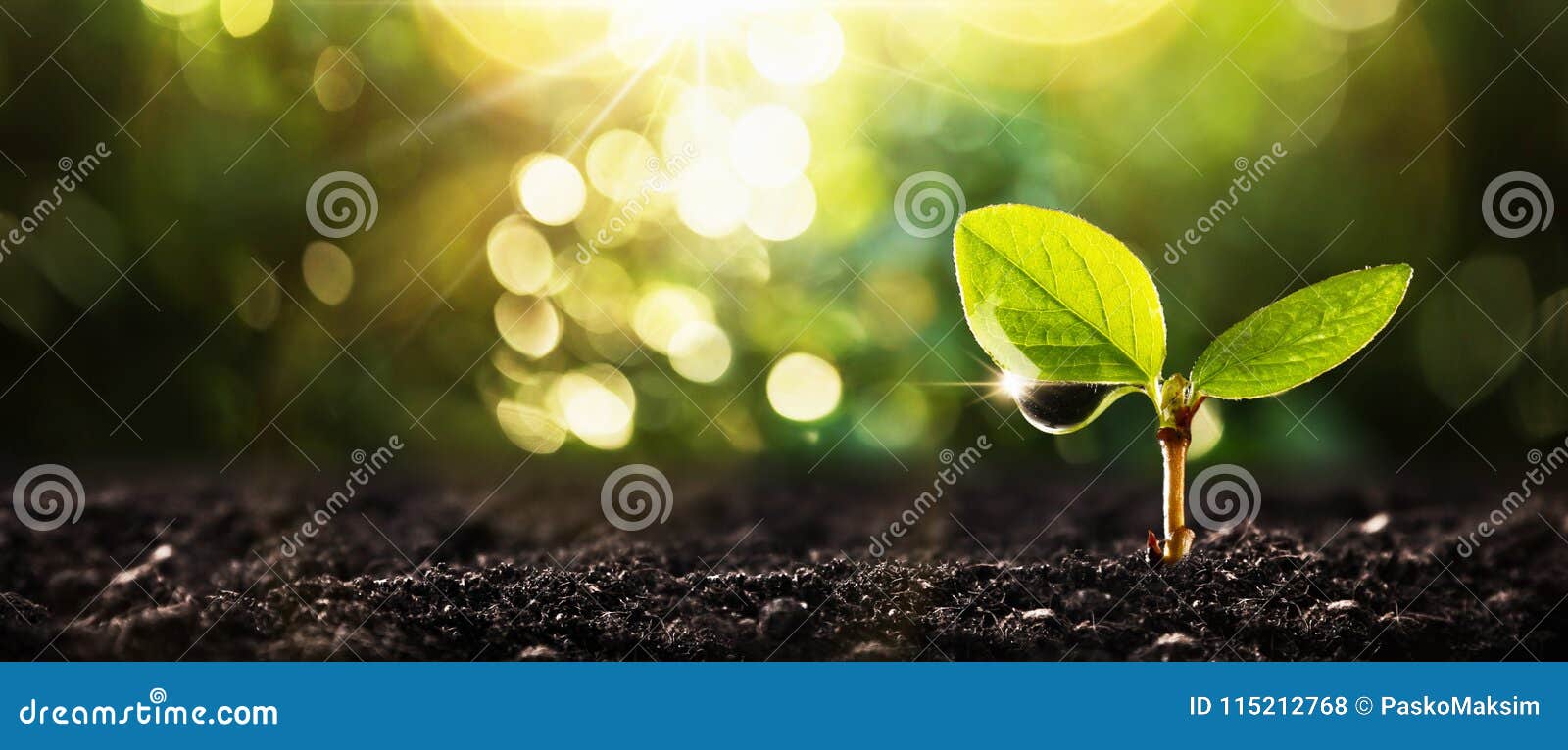 young plant in sunlight