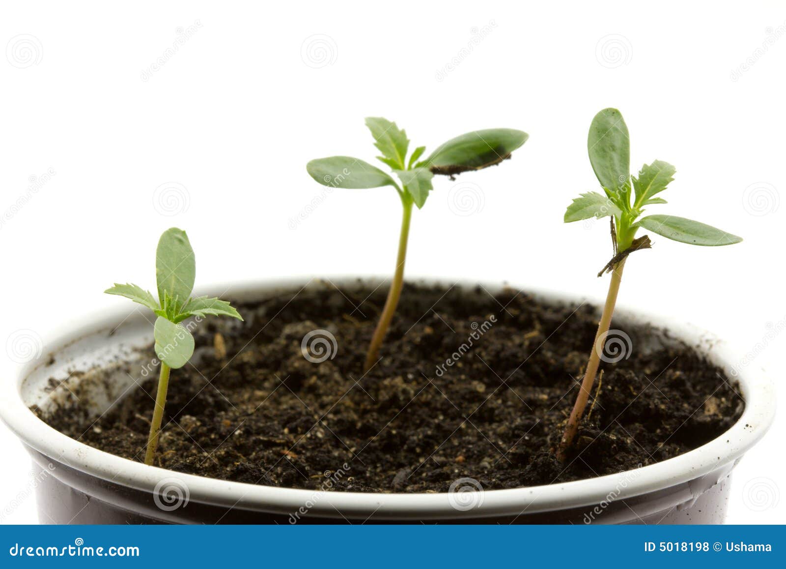 Young Plants Picture. Image 5018198