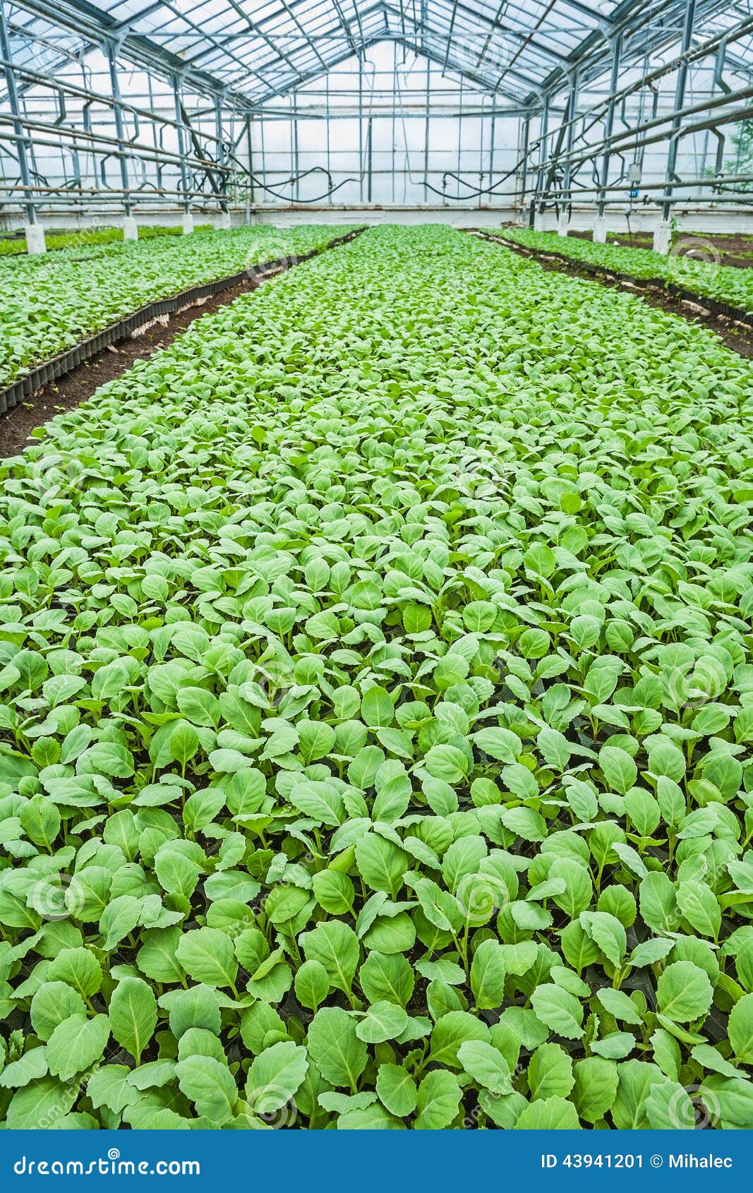 Young Plants of Cabbage in Greenhouse Stock Image Image of agriculture, freshness 43941201