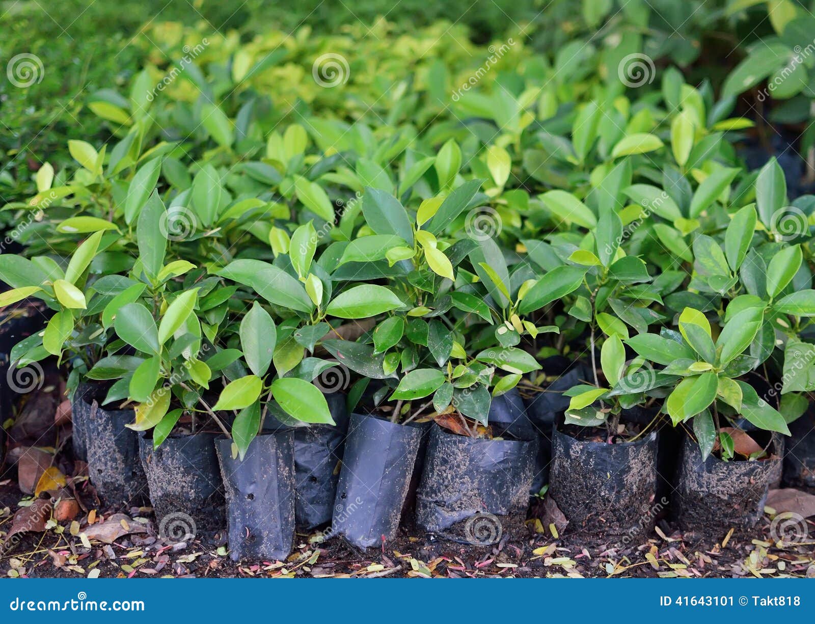 Young Plants for Growing in Garden Stock Image Image of seed, nature
