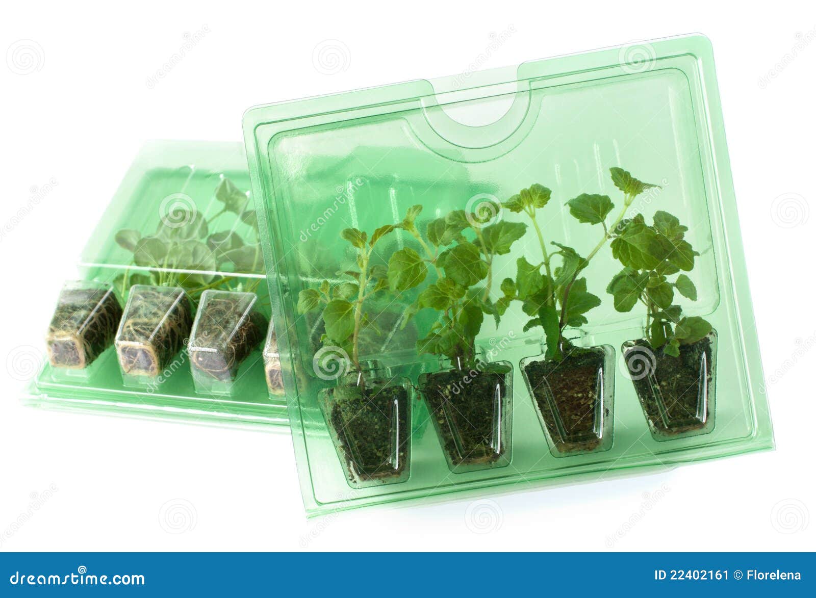 Young Plants in Packs for Mail Order Stock Image Image of pack, green