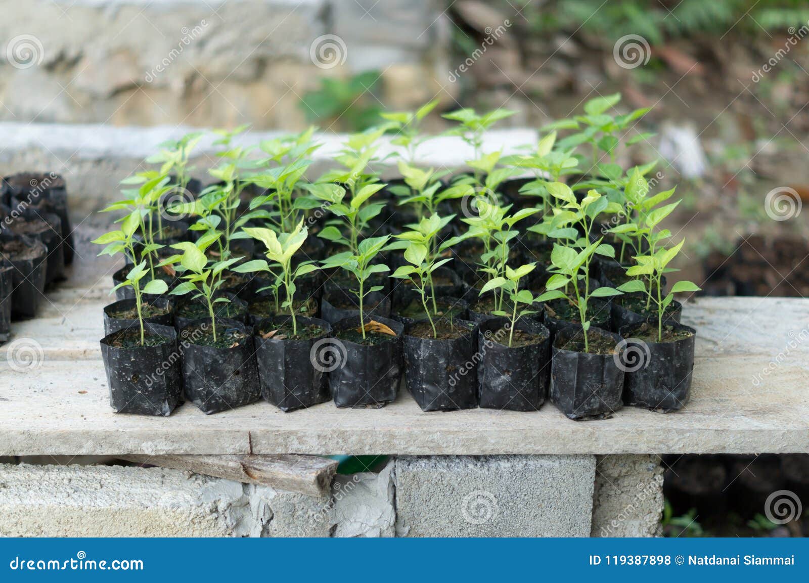 Young Plants In Small Black Plastic Bag Stock Photo Image Of