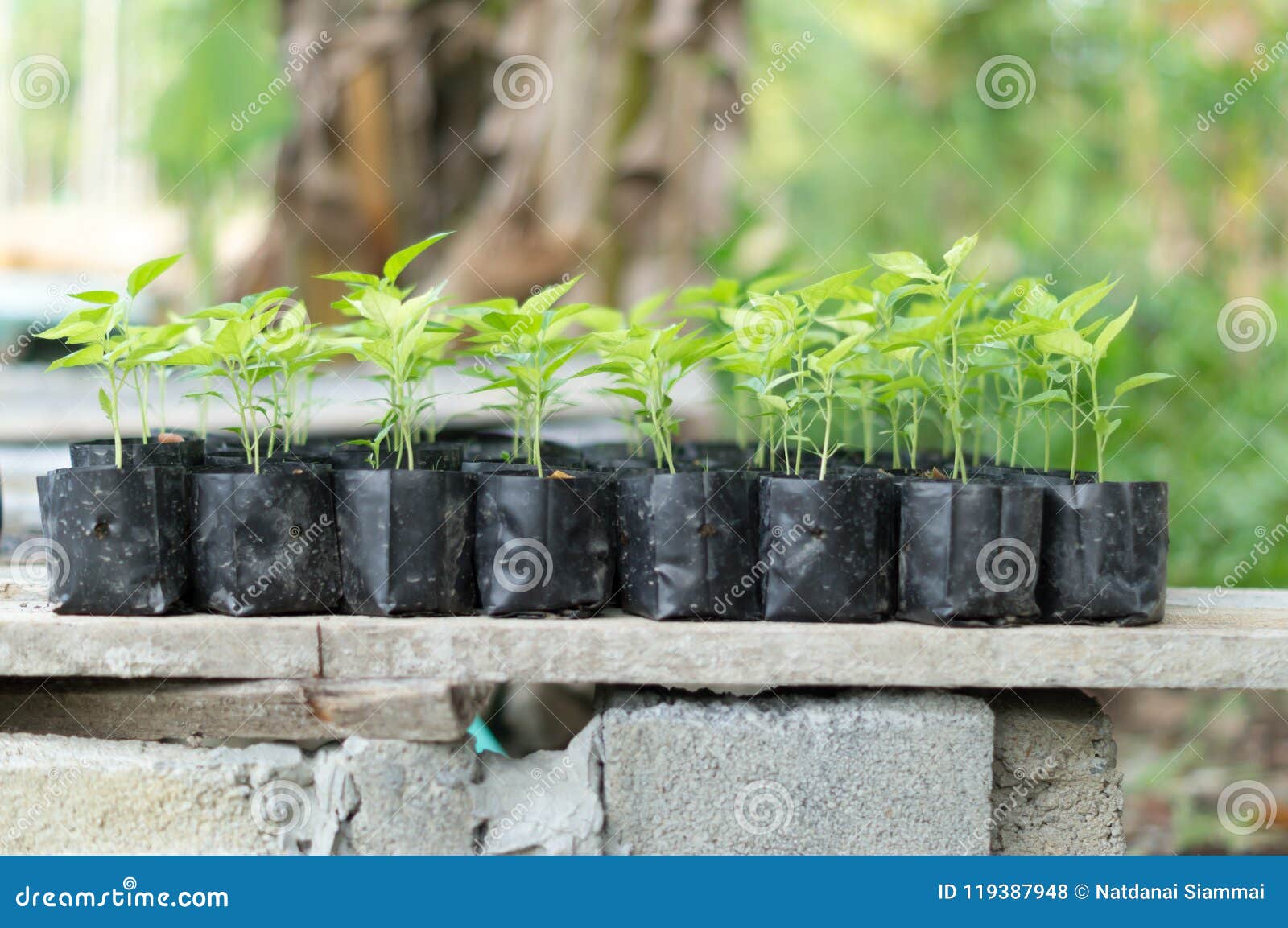 Young Plants in Small Black Plastic Bag Stock Photo Image of tree