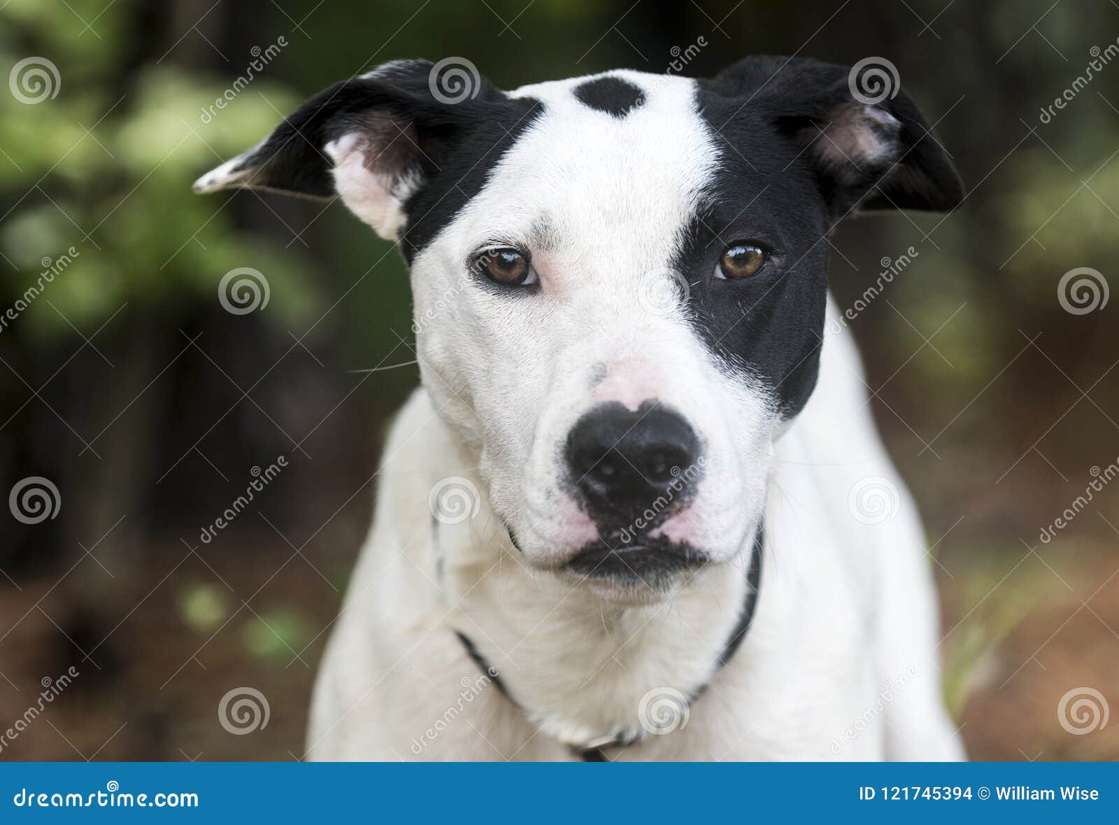 black and white mutt dog