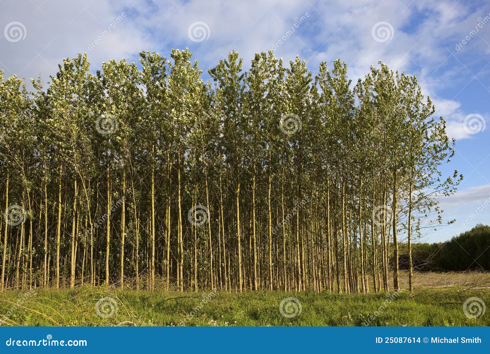 Young Poplar Trees in Summer Stock Photo Image of poplars, nature
