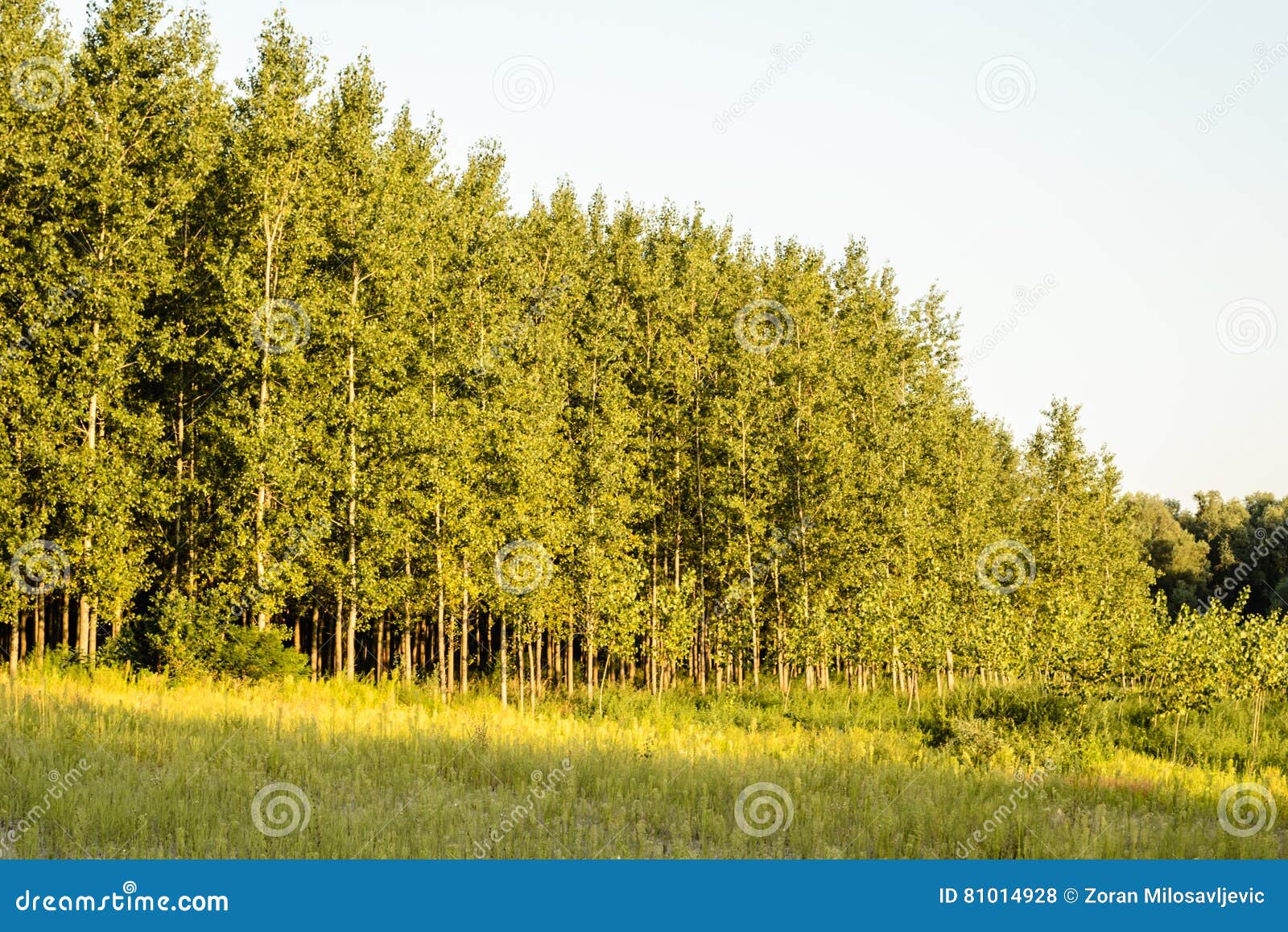 Young poplar trees stock photo. Image of beautiful, colorful 81014928