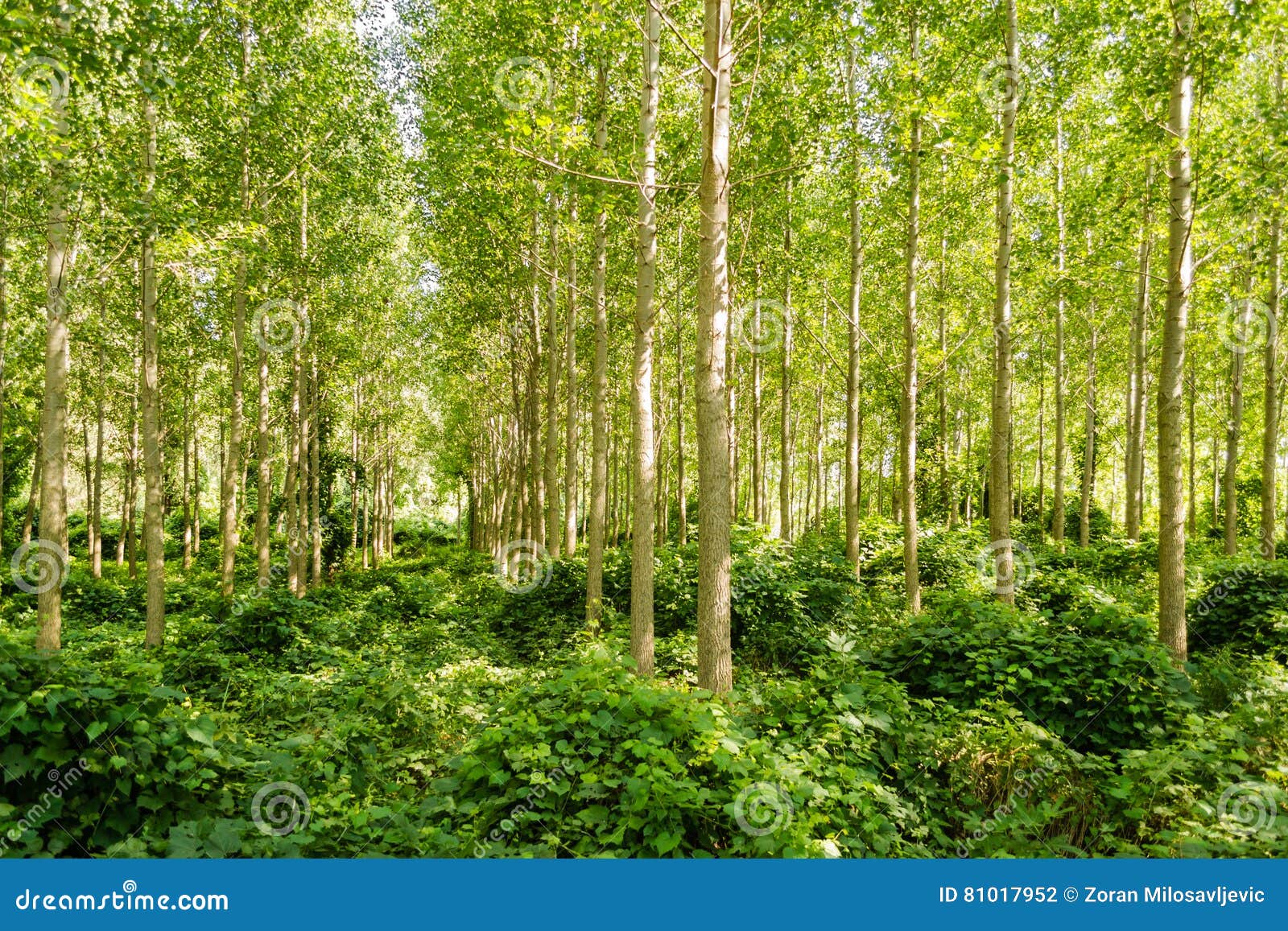Young poplar trees stock photo. Image of color, garden 81017952