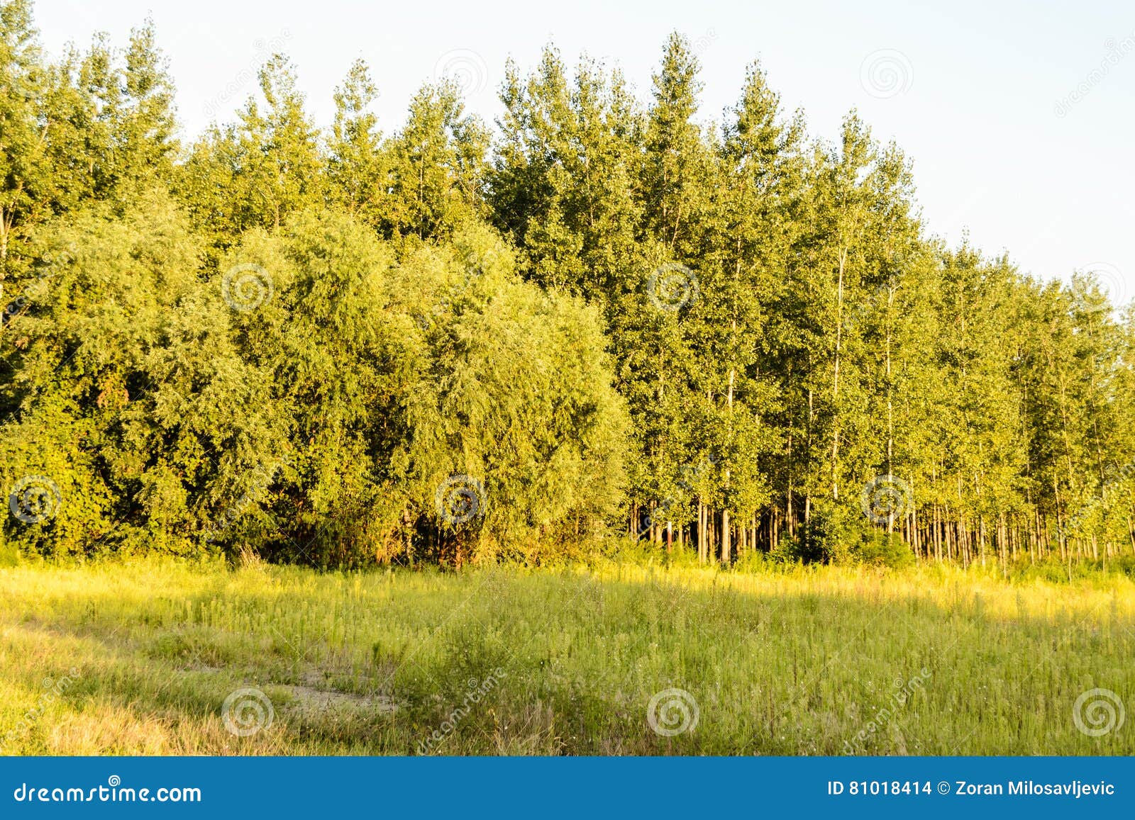 Young poplar trees stock photo. Image of fresh, early 81018414