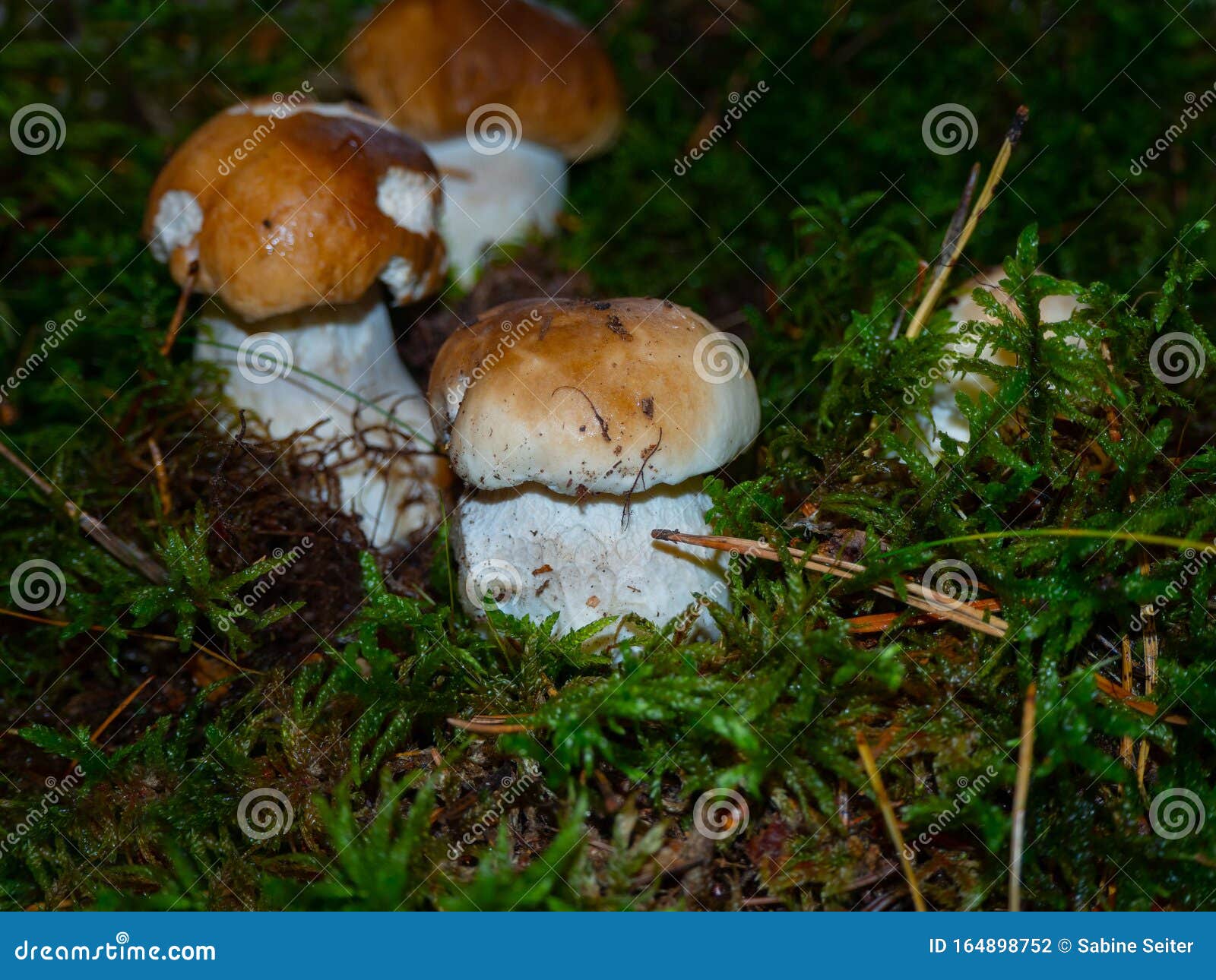 Young Porcini Mushrooms in the Moss Stock Photo Image of closeup