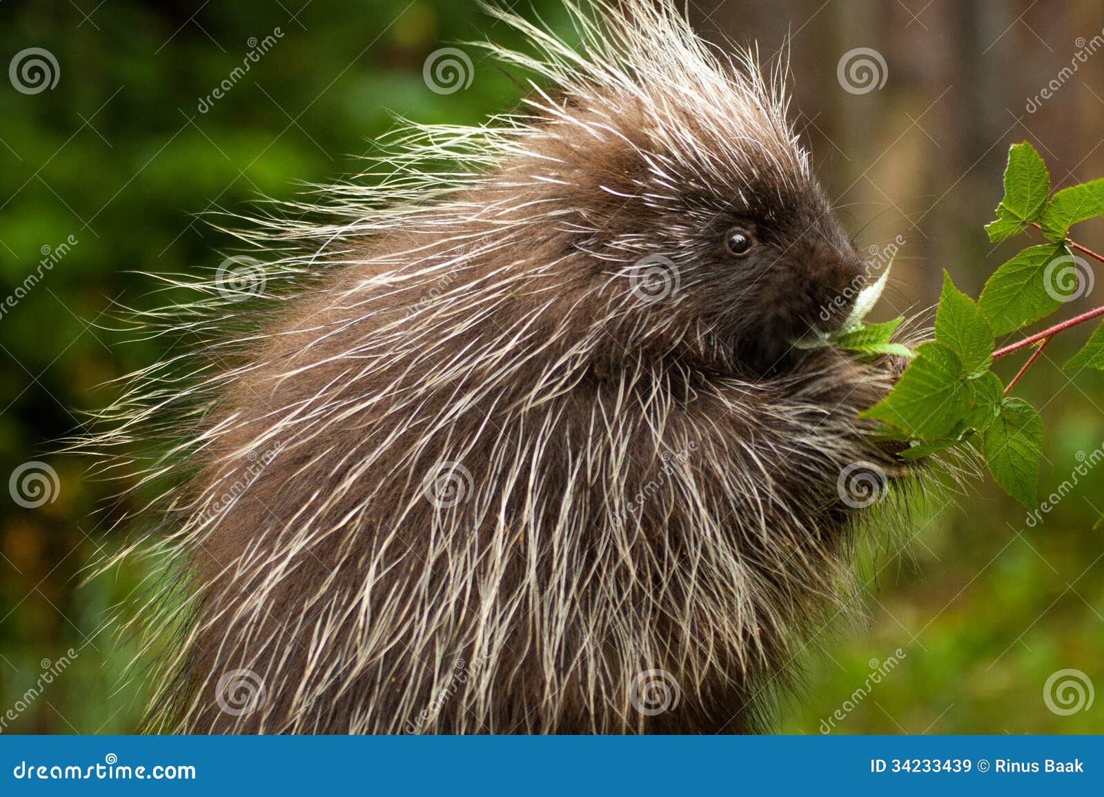 young porcupine