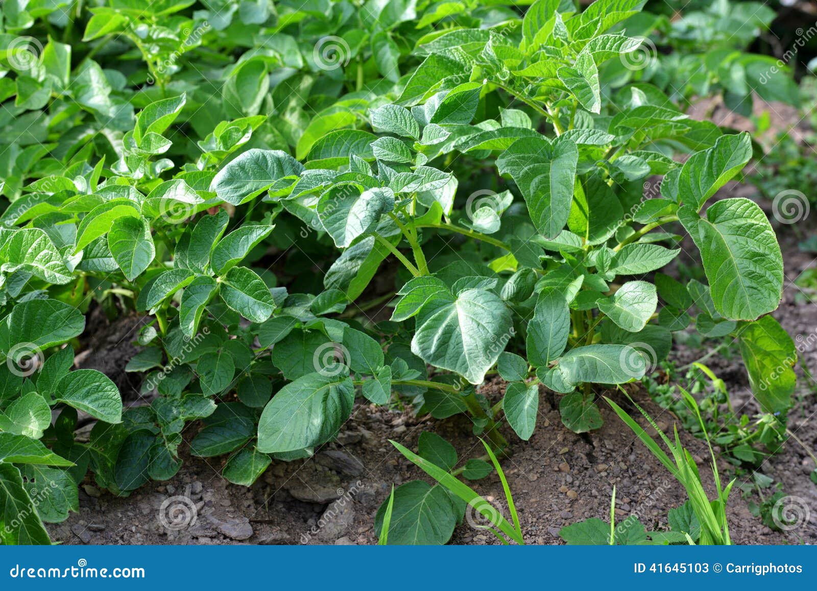 Young Potato Plant stock image. Image of farming, agriculture 41645103