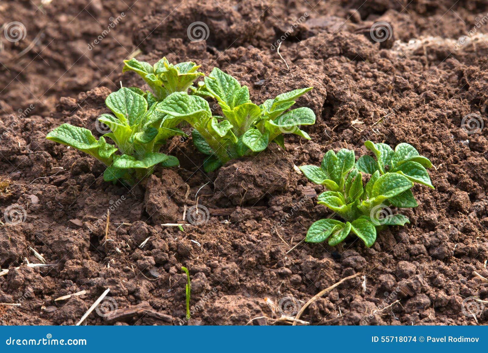 Young Potato Plant in the Vegetable Garden Stock Photo Image of garden, potato 55718074