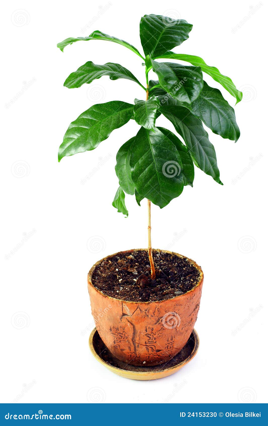 Young Potted Coffee Arabica Plant Isolated Stock Photo