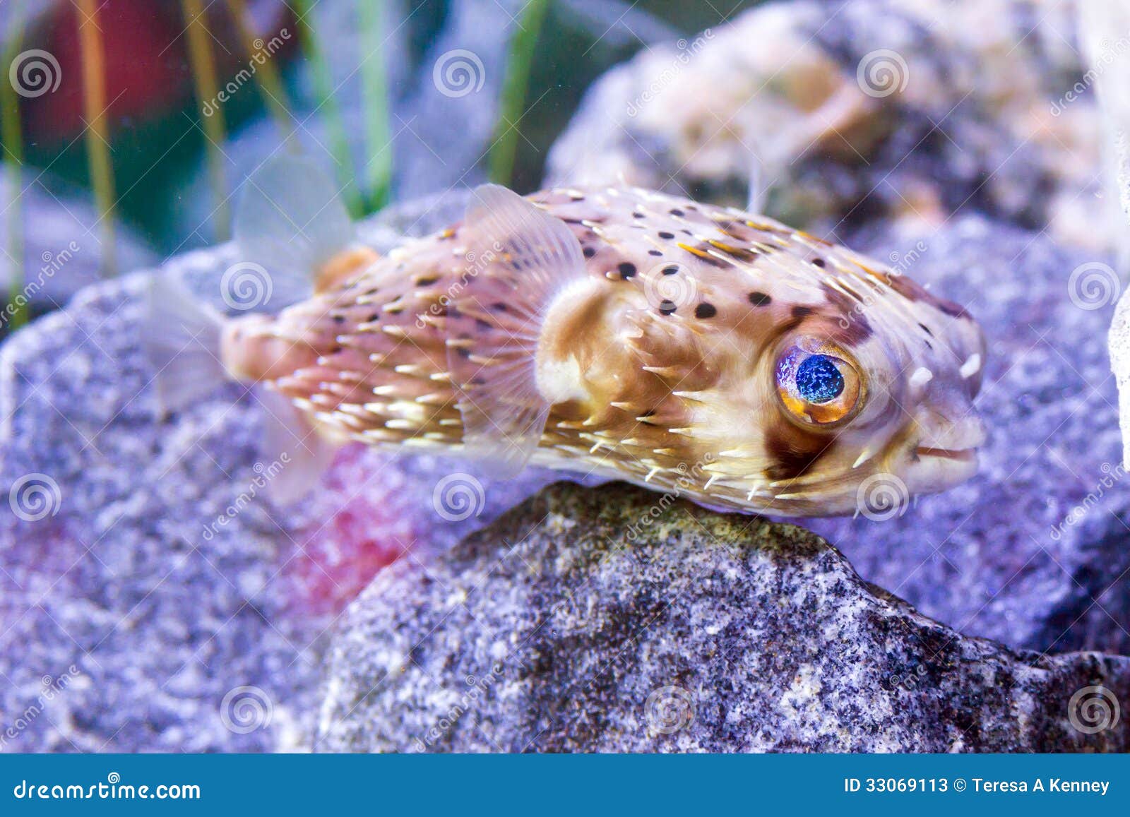 Young Puffer Fish Stock Photos Image 33069113