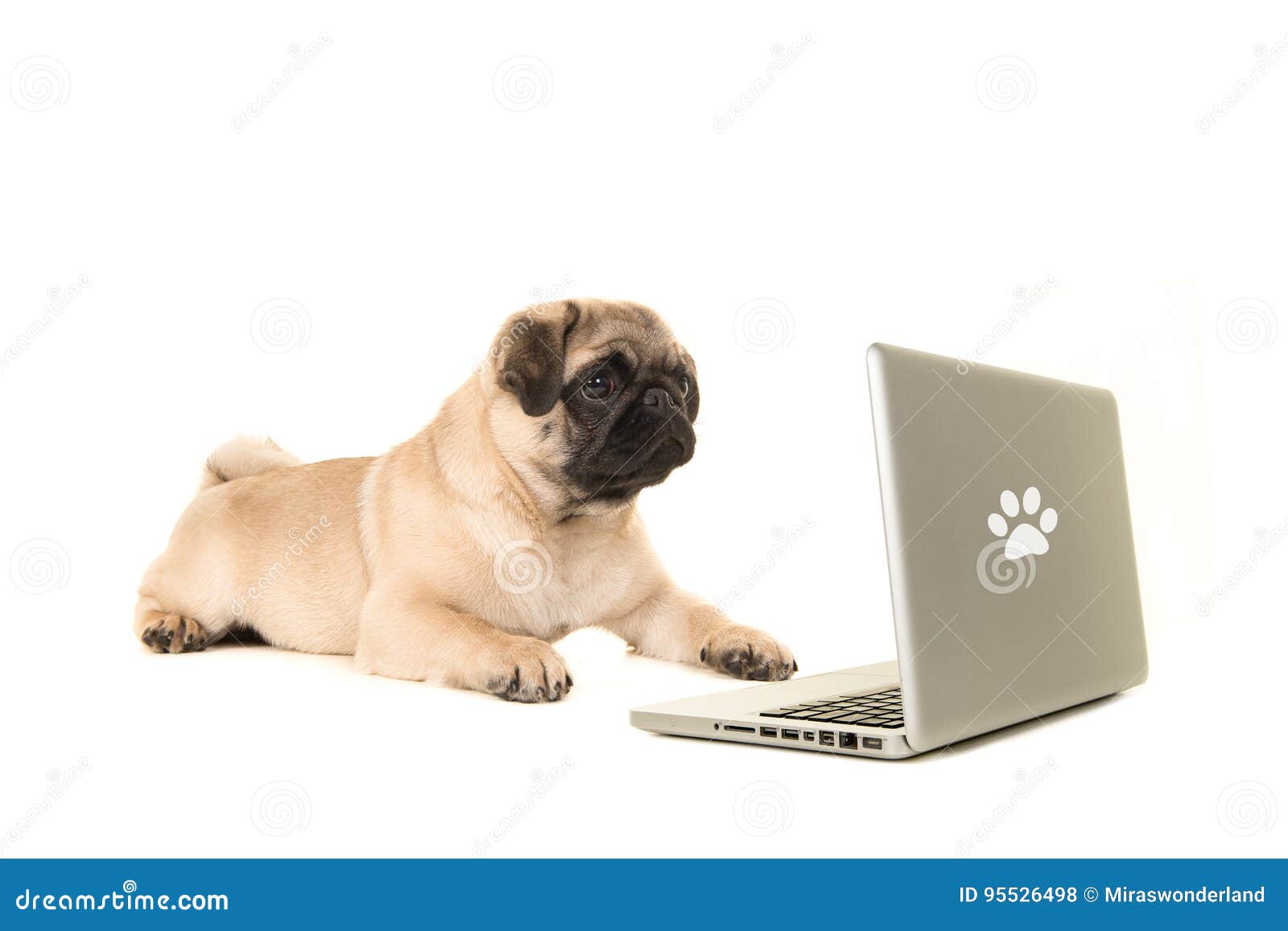young pug dog lying on the floor looking at a labtop