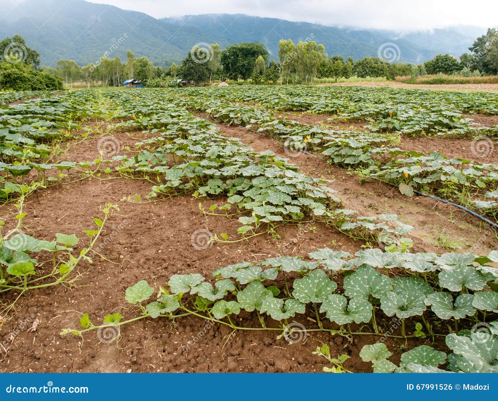 Young pumpkin plant stock photo. Image of agriculture 67991526