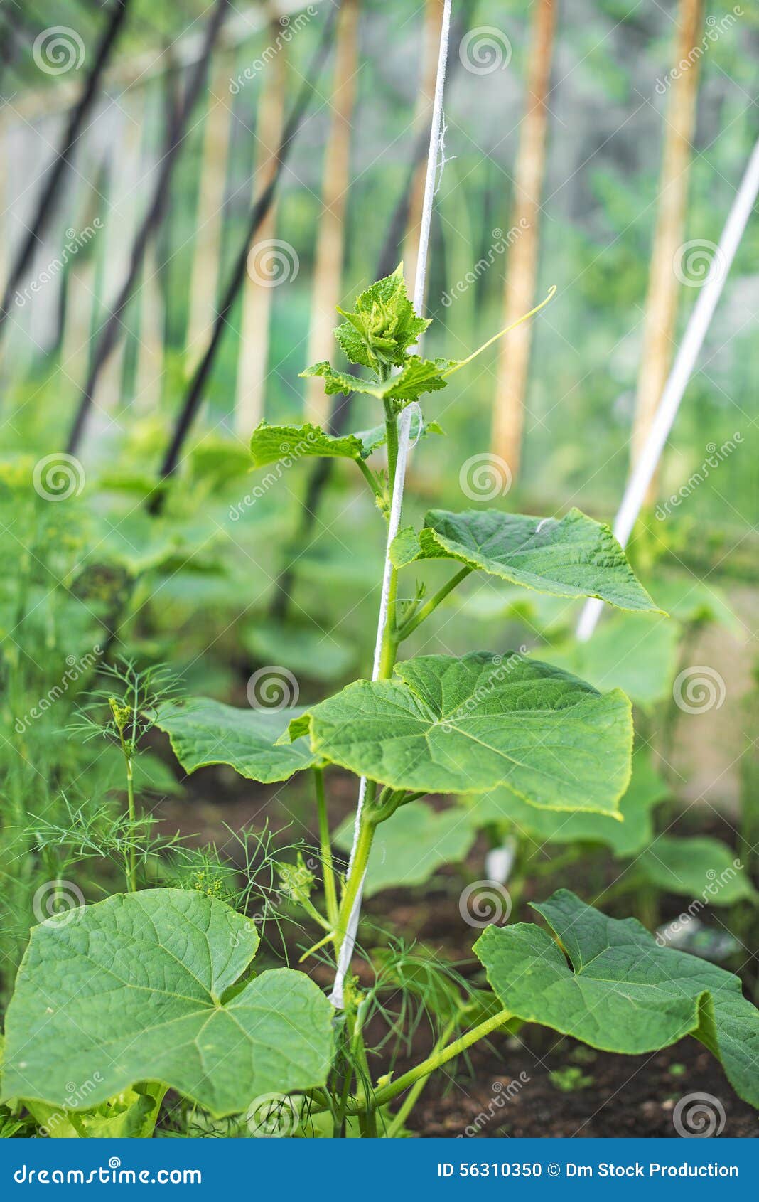Young pumpkin plants. stock photo. Image of details, growing 56310350