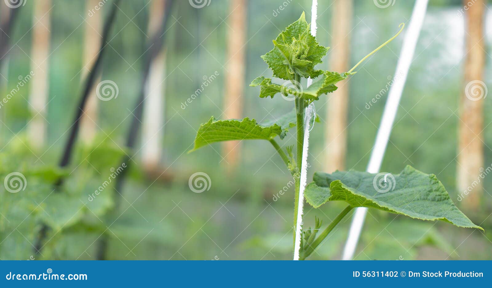 Young pumpkin plants. stock photo. Image of organic, flower 56311402