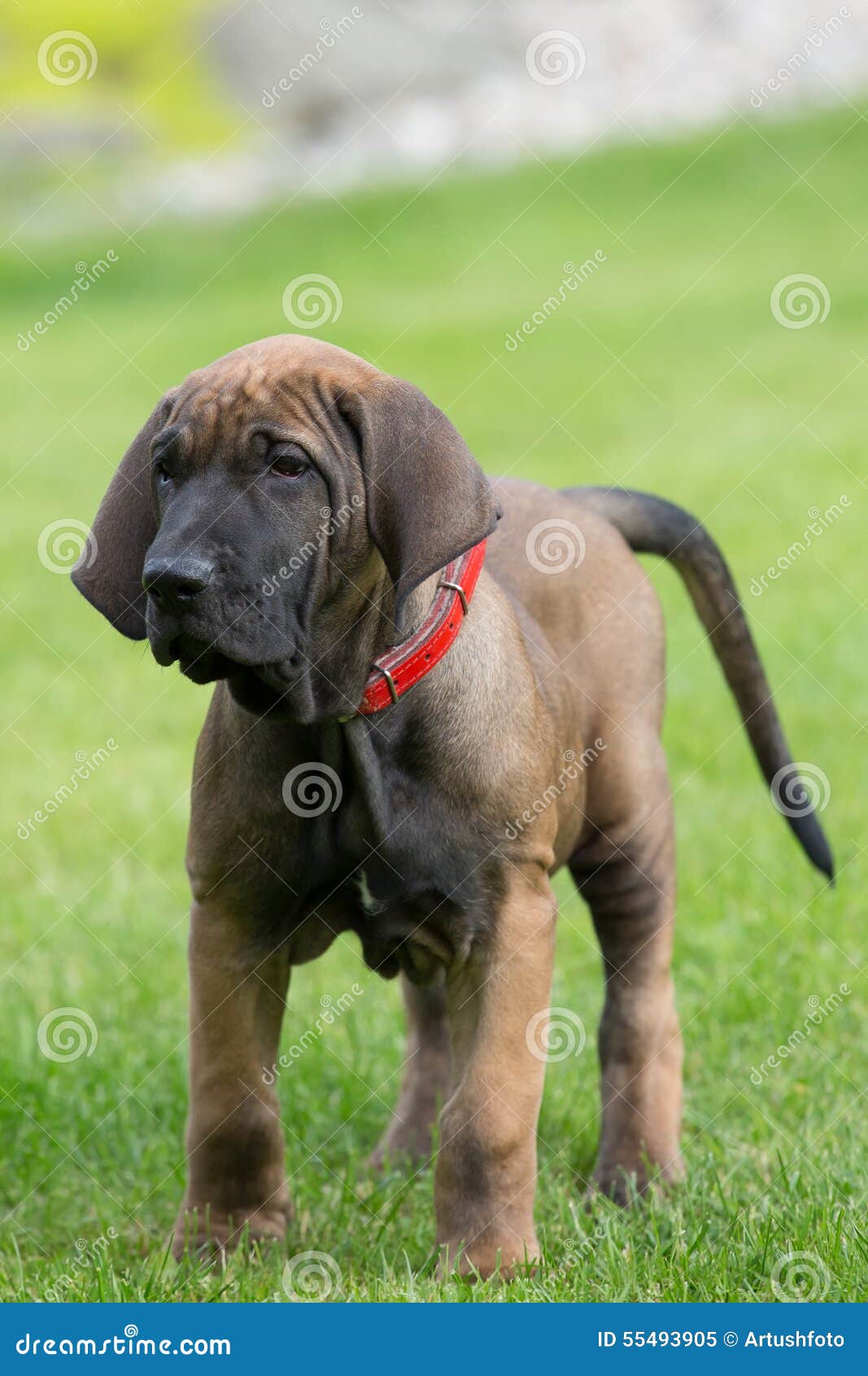 Young Puppy of Fila Brasileiro (Brazilian Mastiff) Stock Image