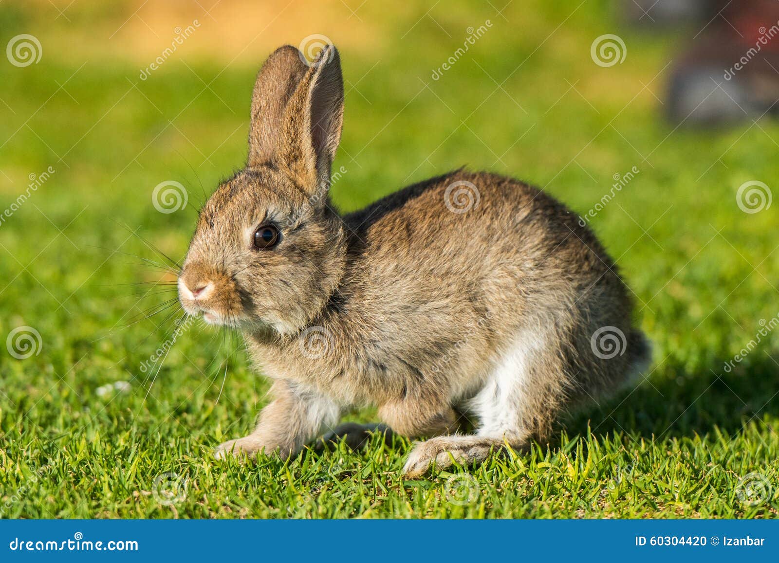 Young Puppy Jack Rabbit Hare Wild Bunny Stock Photo Image of field