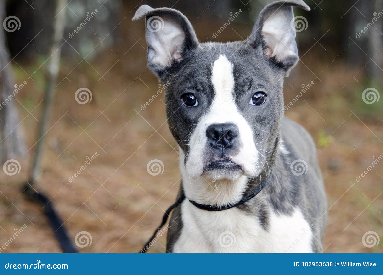 pitbull x boston terrier