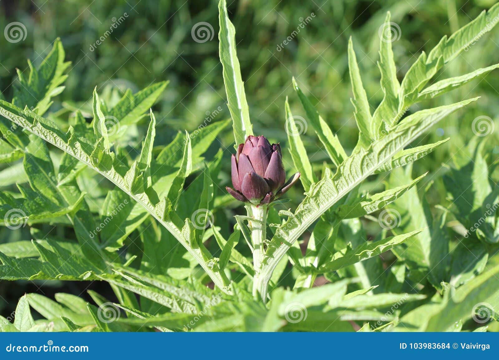 Young Purple Artichoke Plants Grows in a Field Stock Photo Image of