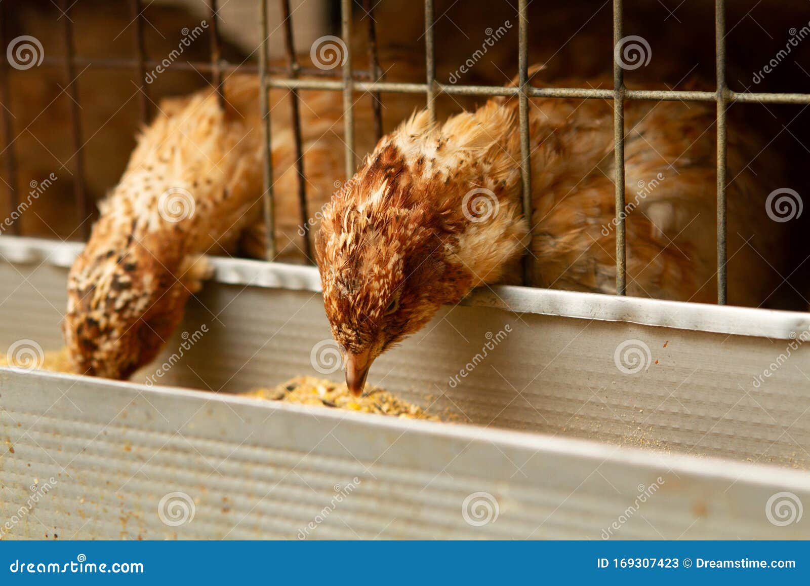 young quail fattening in cages on a quail farm