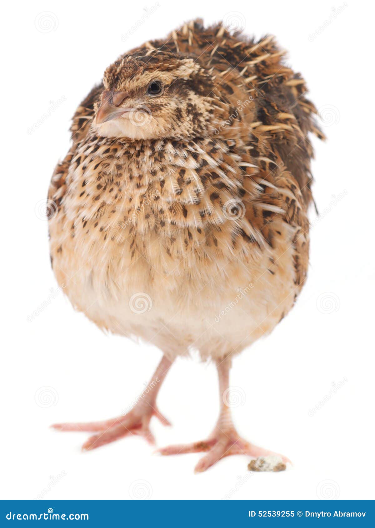Young quail stock image. Image of poultry, nice, basket 52539255