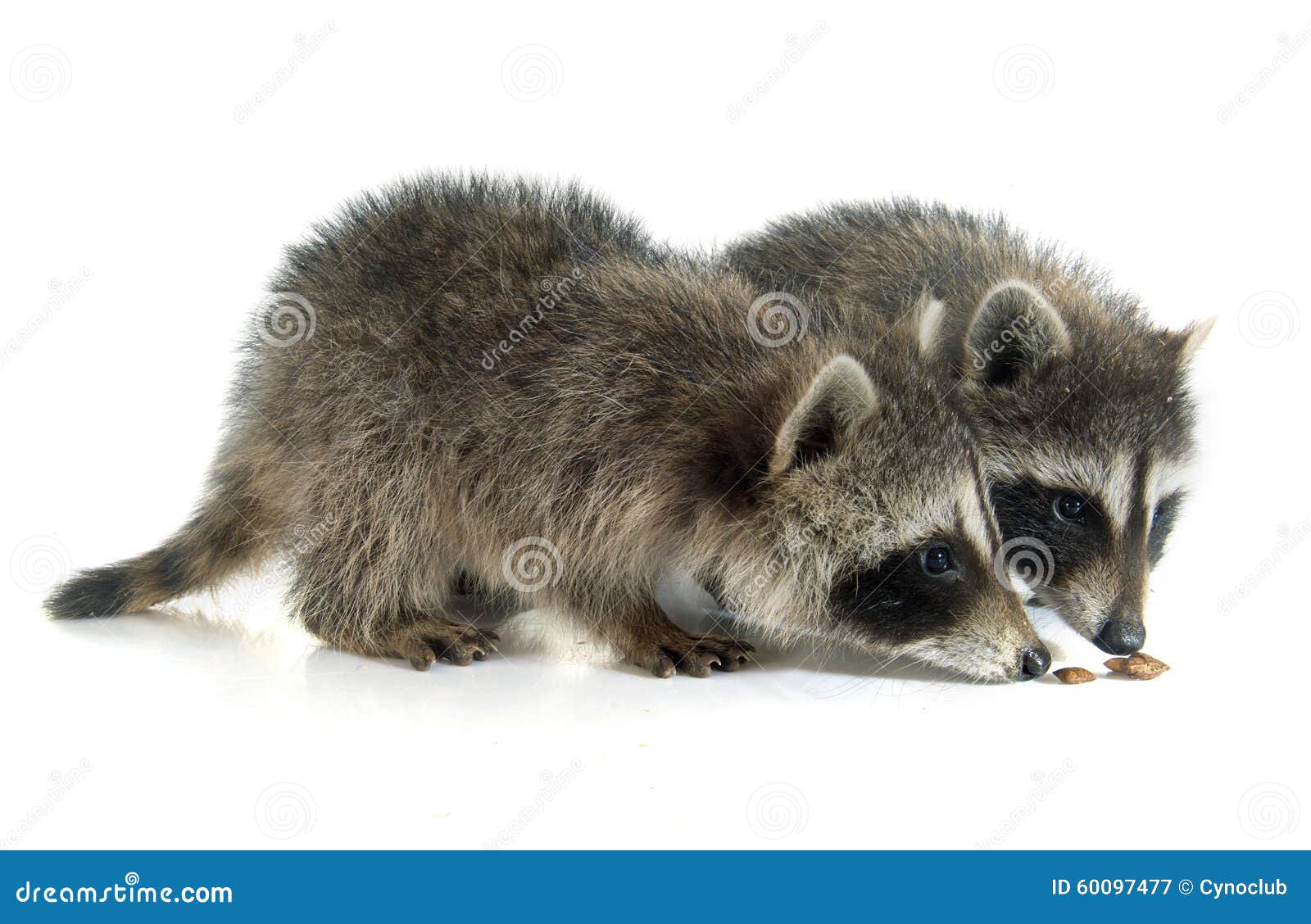 Young raccoon stock image. Image of mammal, background 60097477