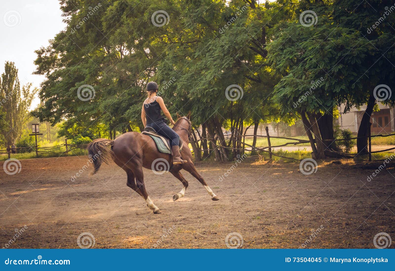 young race horse in the arena for training