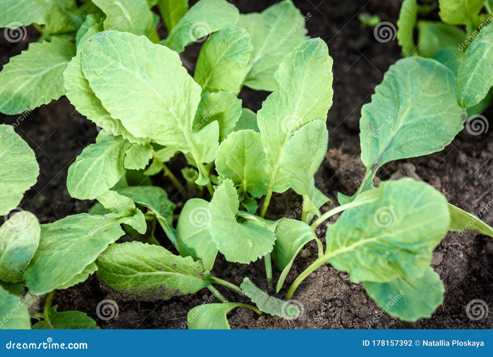 Young Radish Plant in Garden Soil Stock Photo Image of spring, fresh