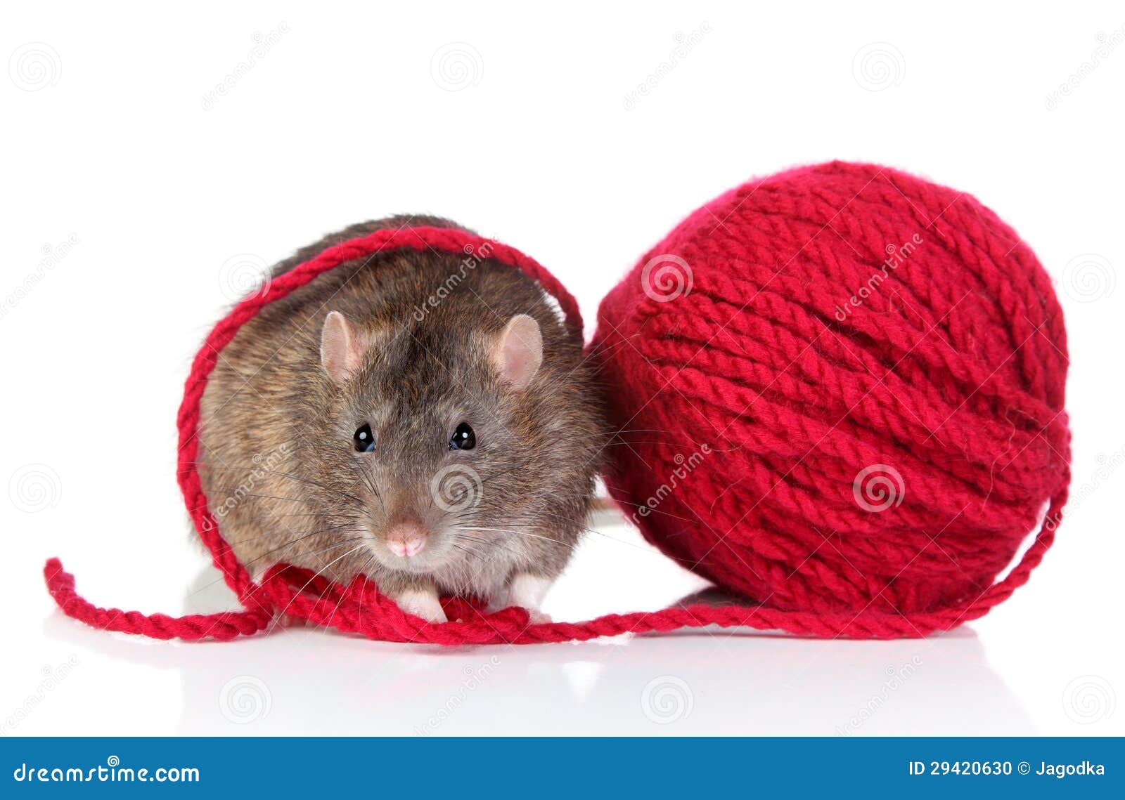 Young Rat and woll ball stock photo. Image of grey, yarn 29420630