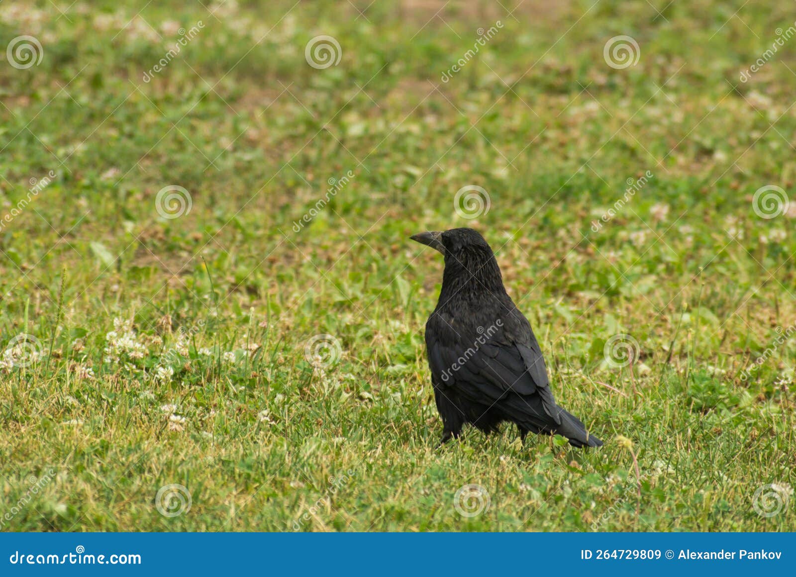 The Young Raven Standing on the Grass Stock Image Image of animals